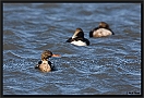 Middelste Zaagbek, Red-breasted Merganser, Mergus serrator Location: Lauwersoog, the Netherlands middelste zaagbek MG 9005 kopie
